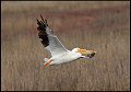 _7SB6393 american white pelican